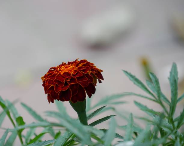 Maroon Marigold Flower Seeds – Heirloom, Non-GMO, High Germination Seeds