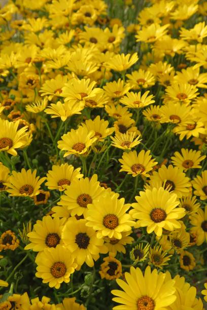Yellow Osteospermum Flower Seeds Heirloom Non-GMO High Germination Organic Seeds
