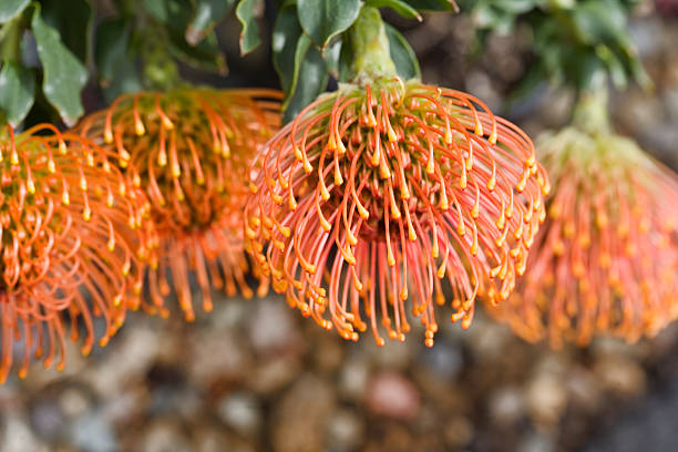 Orange Protea Flower Seeds – Heirloom, Non-GMO, High Germination Seeds