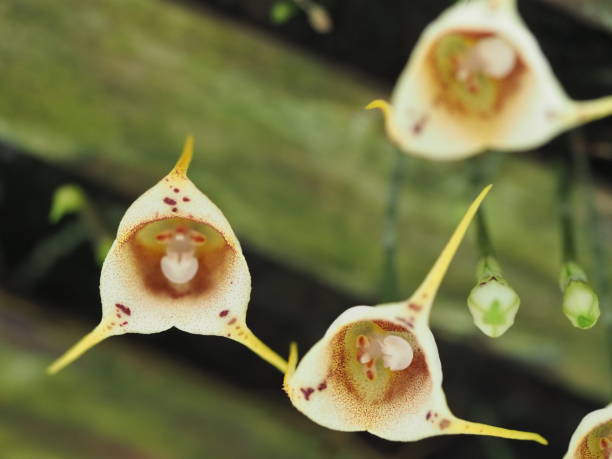 Monkey Face Orchid Flower Seeds White – Heirloom, Non-GMO, Organic Garden Seeds