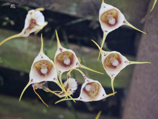 Monkey Face Orchid Flower Seeds White – Heirloom, Non-GMO, Organic Garden Seeds