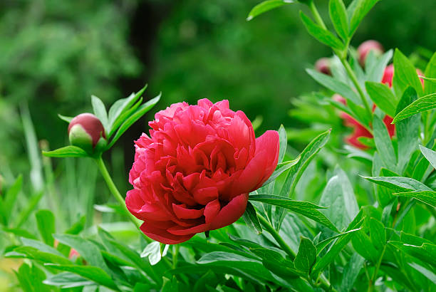Red Peony Flower Seeds – Heirloom, Non-GMO, High Germination Seeds