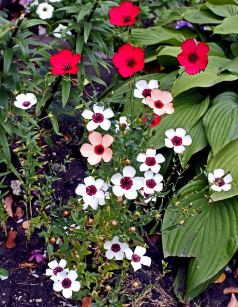 Mixed Linum Flower Seeds – Heirloom, Non-GMO, High Germination Seeds