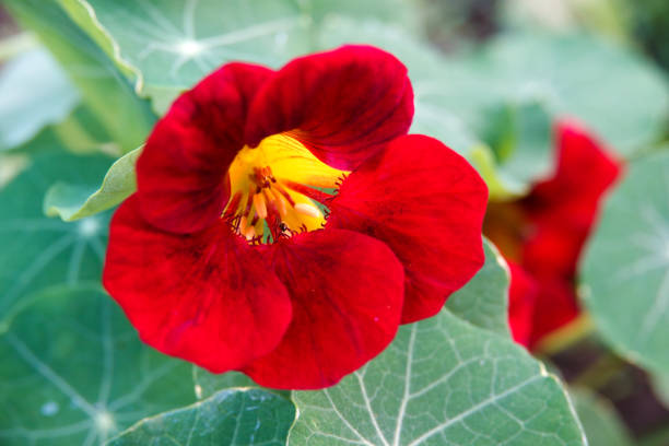 Red Nasturtium Flower Seeds – Heirloom, Non-GMO, High Germination Seeds