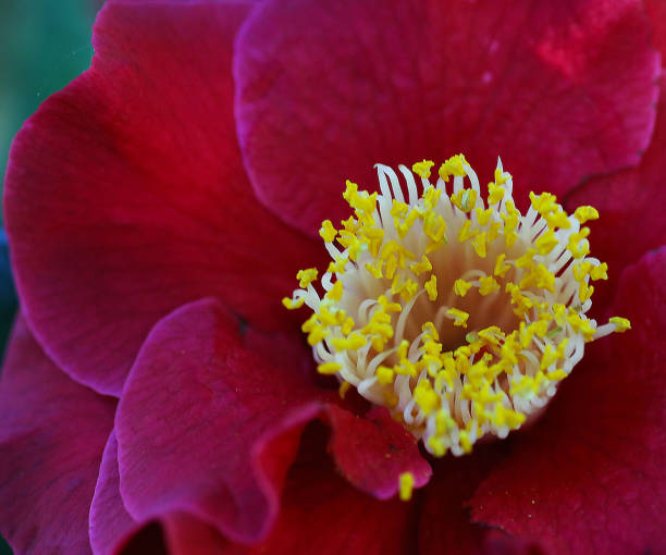 Perennial Camellia Flower Seeds Maroon – Heirloom, Non-GMO, High Germination Seeds