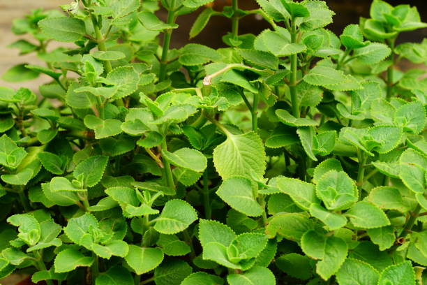 Oregano Herb Seeds for Planting – Heirloom, Non-GMO, High Germination Organic Garden Seeds