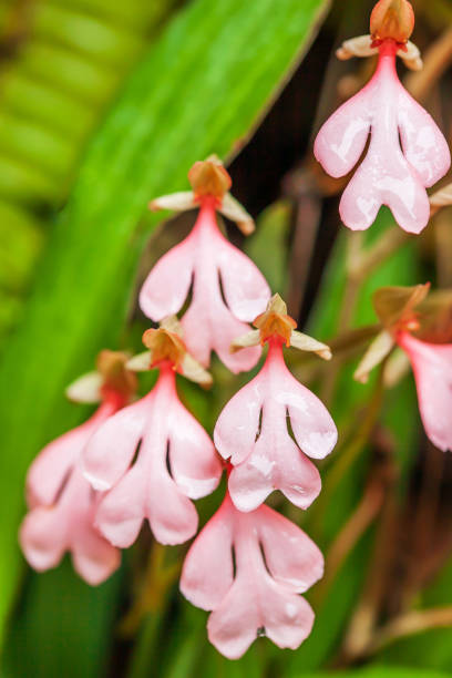 Pale Pink Bell Orchid Flower Seeds – Heirloom, Non-GMO, High Germination Seeds