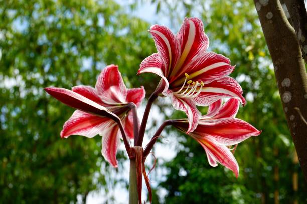 Maroon White Amaryllis Flower Seeds – Heirloom, Non-GMO, High Germination Seeds