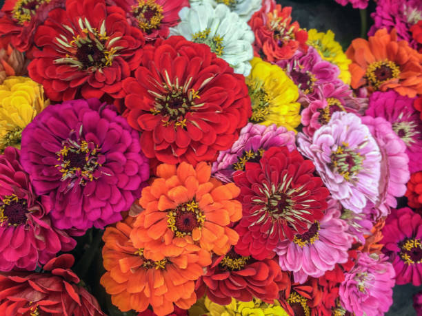 Mixed Zinnia Flower Seeds – Heirloom, Non-GMO, High Germination Seeds
