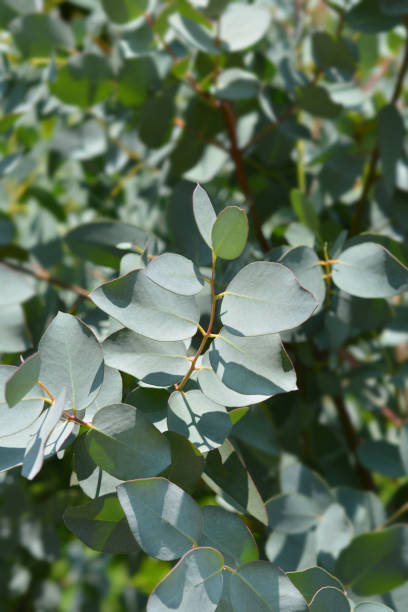 Gray Eucalyptus Gunnii Plant Seeds for Planting – Heirloom, Non-GMO, High Germination Organic Garden Seeds