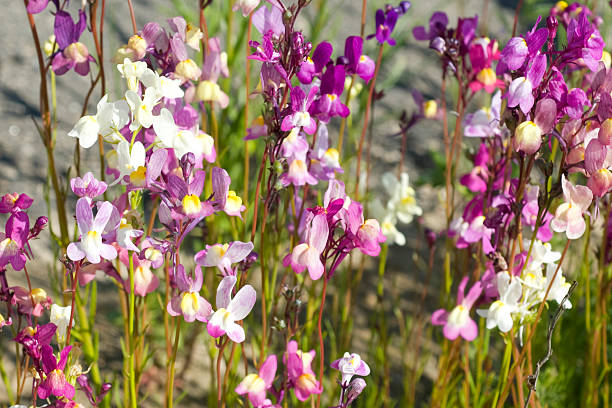 Mixed Linaria Maroccana Flower Seeds – Heirloom, Non-GMO, High Germination Seeds