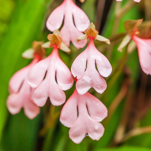 Pale Pink Bell Orchid Flower Seeds – Heirloom, Non-GMO, High Germination Seeds