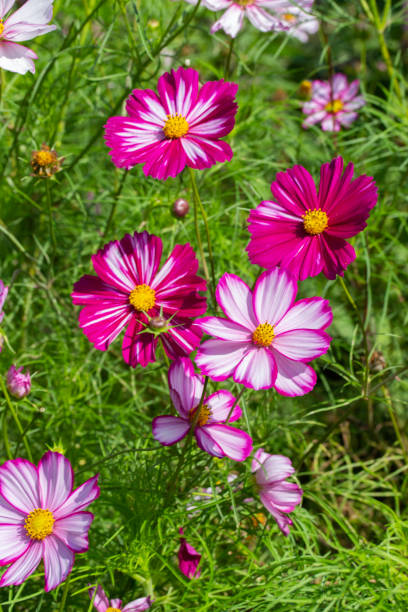 Pink White Cosmos Flower Seeds for Planting Heirloom Non-GMO High Germination Organic Garden Seeds