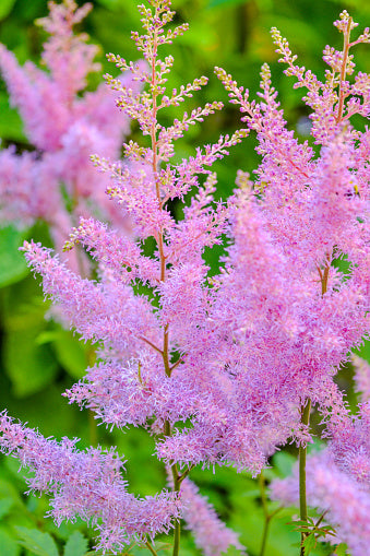 Pink Aruncus Flower Seeds for Planting – Heirloom Non-GMO High Germination Organic Seeds