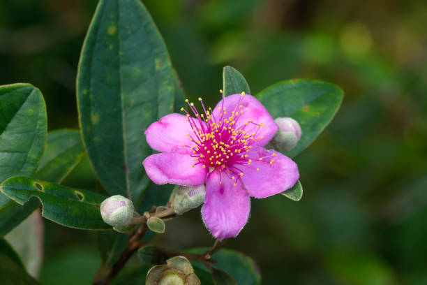 Myrtle Flower Seeds Pink – Heirloom, Non-GMO, High Germination Seeds