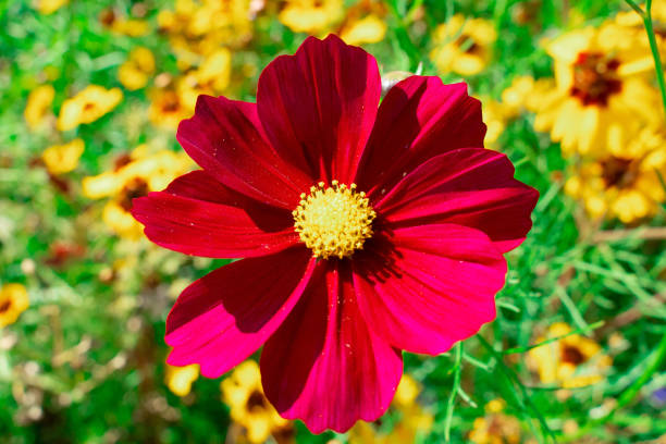 Semillas de flores Cosmos rojo granate – Tradicional, sin OGM, semillas de alta germinación