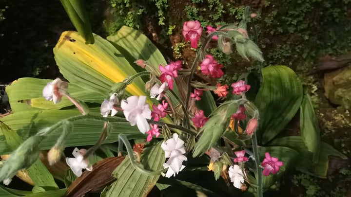 Gemischte Gardnerianum Blumensamen – Alte Sorte, gentechnikfrei, hohe Keimfähigkeit