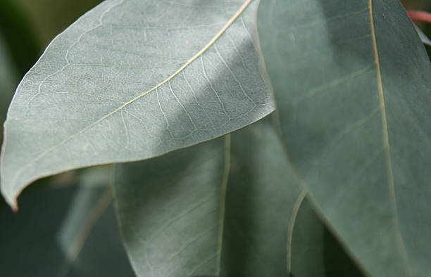 Green Eucalyptus Tree Seeds – Heirloom, Non-GMO, High Germination Seeds