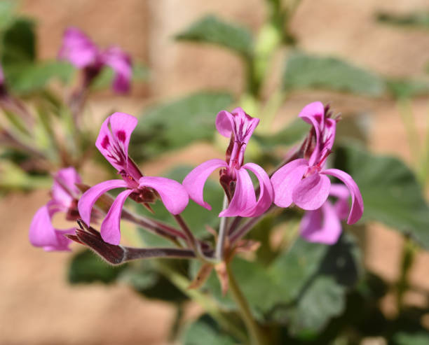 Pelargonium Sidoides Flower Seeds Pink – Heirloom, Non-GMO, High Germination Seeds