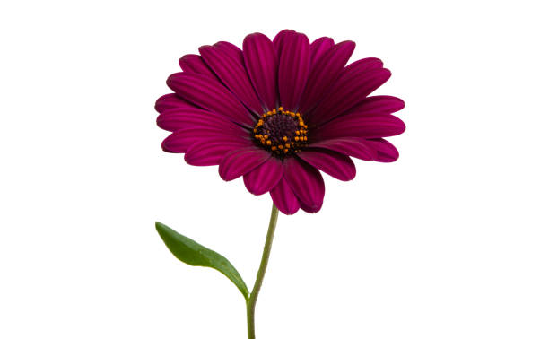 Osteospermum Flower Seeds Marron – Heirloom, Non-GMO, High Germination Organic Garden Seeds for Planting