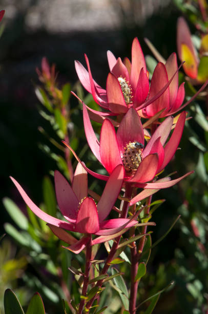 Red Leucadendron Flower Seeds – Heirloom, Non-GMO, High Germination Seeds