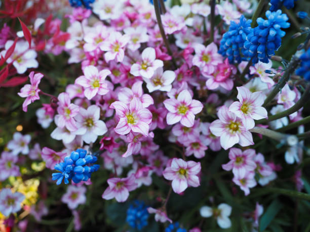 Mixed Saxifraga Flower Seeds – Heirloom, Non-GMO, High Germination Seeds