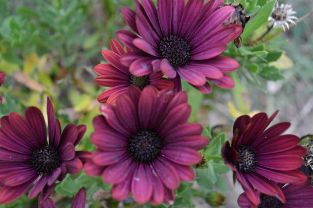 Osteospermum Flower Seeds Marron – Heirloom, Non-GMO, High Germination Organic Garden Seeds for Planting