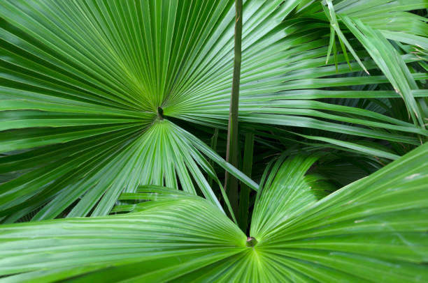 Serenoa Repens Plant Seeds – Hardy Plant for Your Garden - Heirloom &amp; Non-GMO Seeds for planting Seeds for Planting