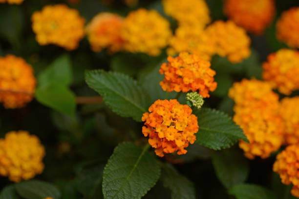 Lantana Flower Seeds Orange – Heirloom, Non-GMO, High Germination Seeds