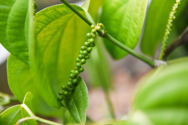 Green Piper Nigrum Black Pepper Seeds for Planting – Heirloom Non-GMO High Germination Seeds