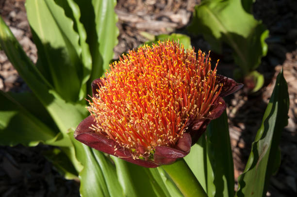 Semillas de flor Scadoxus Naranja – Orgánicas, sin OMG, alta germinación, reliquia para plantar en el jardín