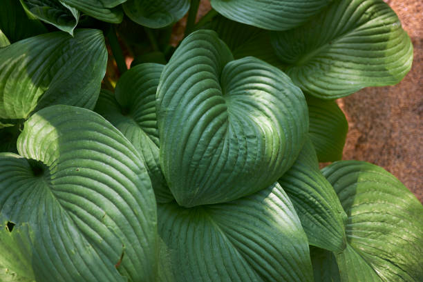 Sieboldiana Plant Seeds – Heirloom, Non-GMO Seeds for Planting with High Germination – Elegant Ground Cover
