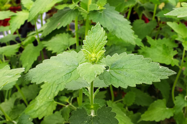 Green Catnip Plant Seeds for Planting – Heirloom, Non-GMO, High Germination Organic Garden Seeds