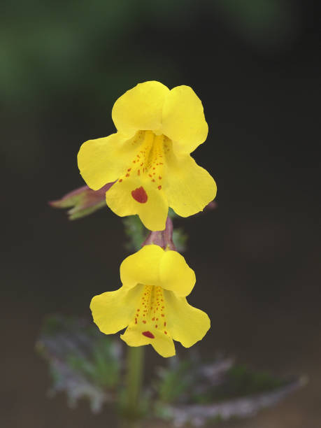Yellow Mimulus Flower Seeds – Heirloom, Non-GMO, High Germination Seeds