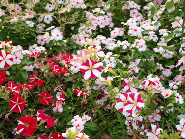 Mixed Pardancanda Flower Seeds – Heirloom, Non-GMO, High Germination Seeds