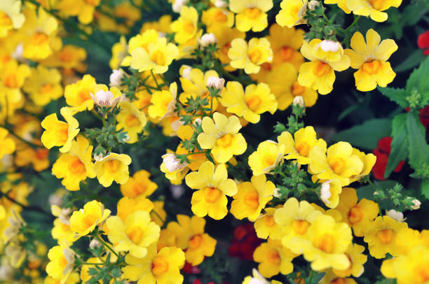 Nemesia Flower Seeds Yellow – Heirloom, Non-GMO, Organic Garden Seeds