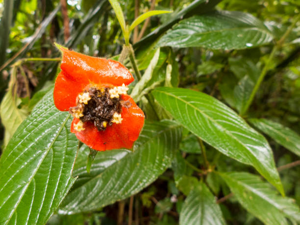 Palicourea Flower Seeds – Heirloom, Non-GMO, High Germination Seeds for Planting