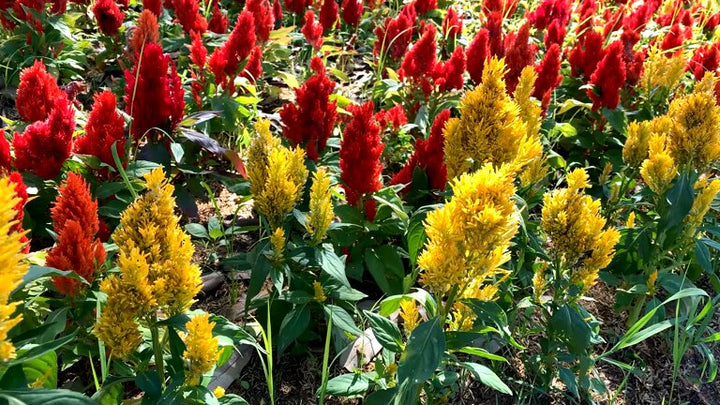 Mischung Celosia Spicata Blumensamen – Alte Sorte, gentechnikfrei, hohe Keimfähigkeit