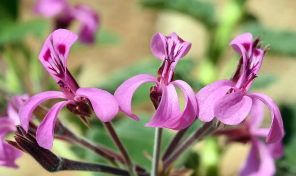 Pelargonium Sidoides Flower Seeds Pink – Heirloom, Non-GMO, High Germination Seeds