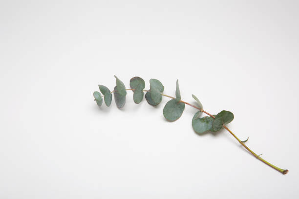 Green Eucalyptus Tree Seeds – Heirloom, Non-GMO, High Germination Seeds