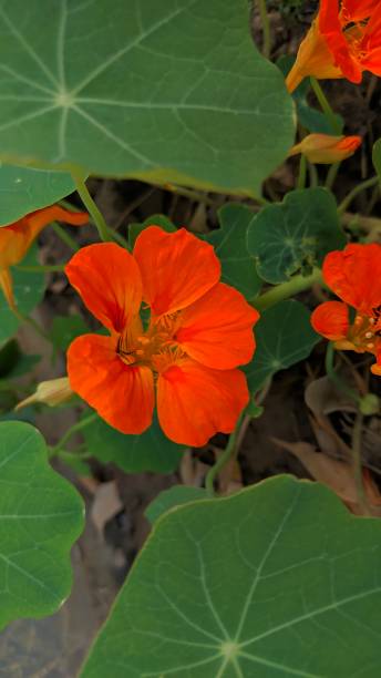 Orange Nasturtium Flower Seeds – Heirloom, Non-GMO, High Germination Seeds
