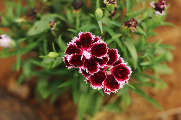 Maroon White Dianthus Flower Seeds – Heirloom, Non-GMO, High Germination Seeds