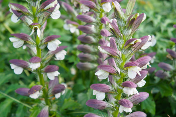Acanthus Flower Seeds for Planting – Heirloom Non-GMO High Germination Organic Garden Seeds