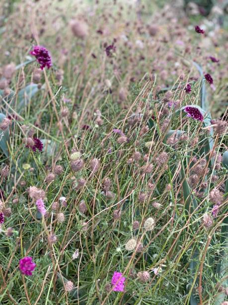 Mixed Sanguisorba Flower Seeds – Heirloom, Non-GMO, High Germination Seeds