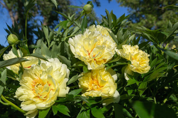 Yellow Peony Flower Seeds – Heirloom, Non-GMO, High Germination Seeds for Planting