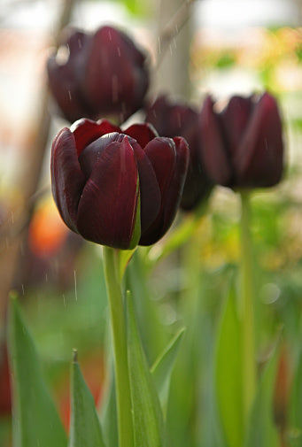 Brown Tulip Flower Seeds – Heirloom, Non-GMO, High Germination Organic Garden Seeds for Planting