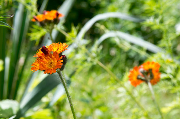 Orange Aurantiacum Flower Seeds – Heirloom, Non-GMO, High Germination Seeds