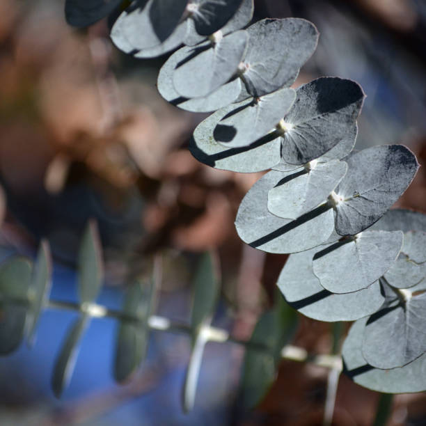 Gray Eucalyptus Gunnii Plant Seeds for Planting – Heirloom, Non-GMO, High Germination Organic Garden Seeds