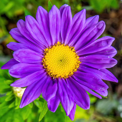 Violet Daisy Flower Seeds – Heirloom, Non-GMO, High Germination Seeds