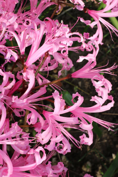 Pink Lycoris Flower Seeds – Heirloom, Non-GMO, High Germination Seeds for Planting